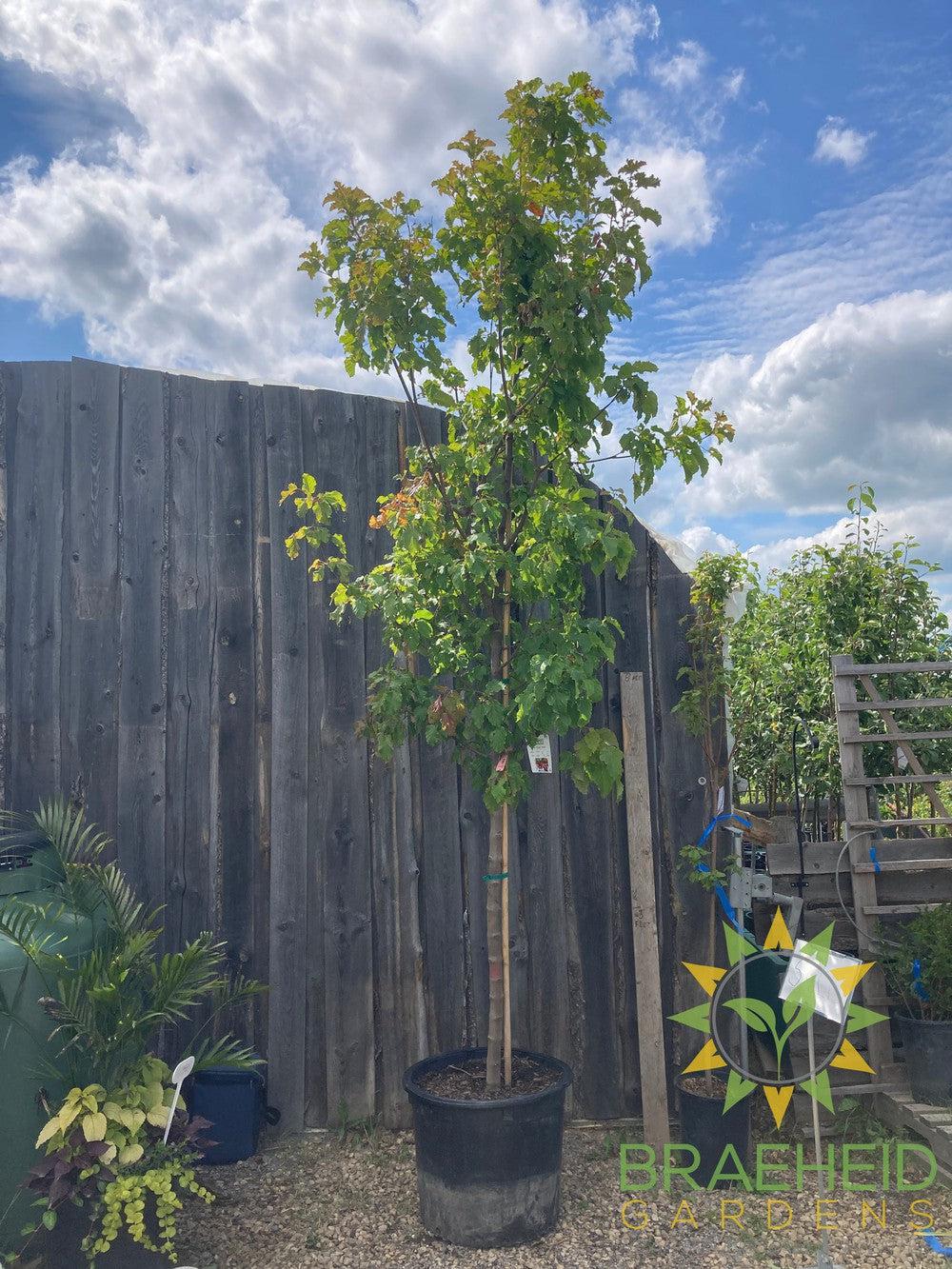 Hot Wings® Tatarian Maple- Tree for sale, Grown in Grande Prairie -Braeheid Gardens Ltd. on Emerson Trail