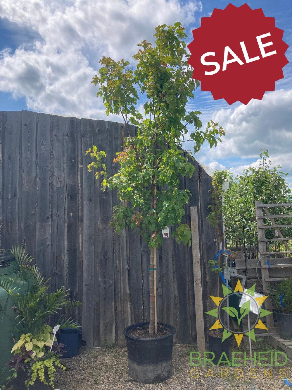 Hot Wings® Tatarian Maple- Tree for sale, Grown in Grande Prairie -Braeheid Gardens Ltd. on Emerson Trail