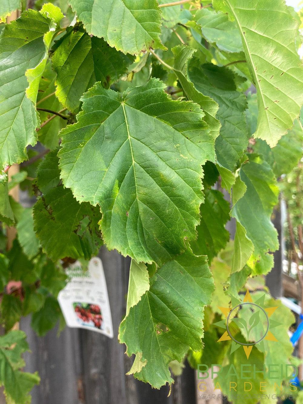 Hot Wings® Tatarian Maple- Tree for sale, Grown in Grande Prairie -Braeheid Gardens Ltd. on Emerson Trail