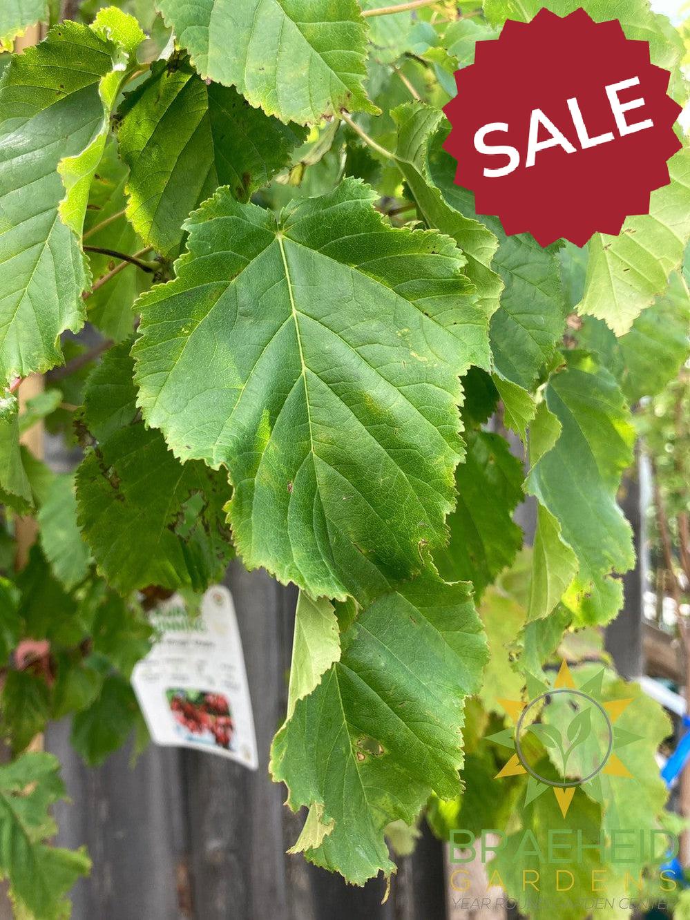 Hot Wings® Tatarian Maple- Tree for sale, Grown in Grande Prairie -Braeheid Gardens Ltd. on Emerson Trail