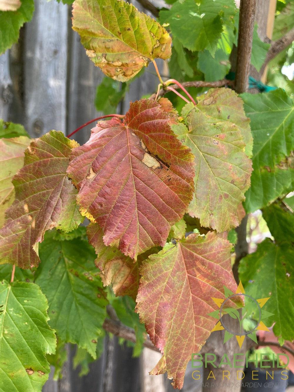 Hot Wings® Tatarian Maple- Tree for sale, Grown in Grande Prairie -Braeheid Gardens Ltd. on Emerson Trail