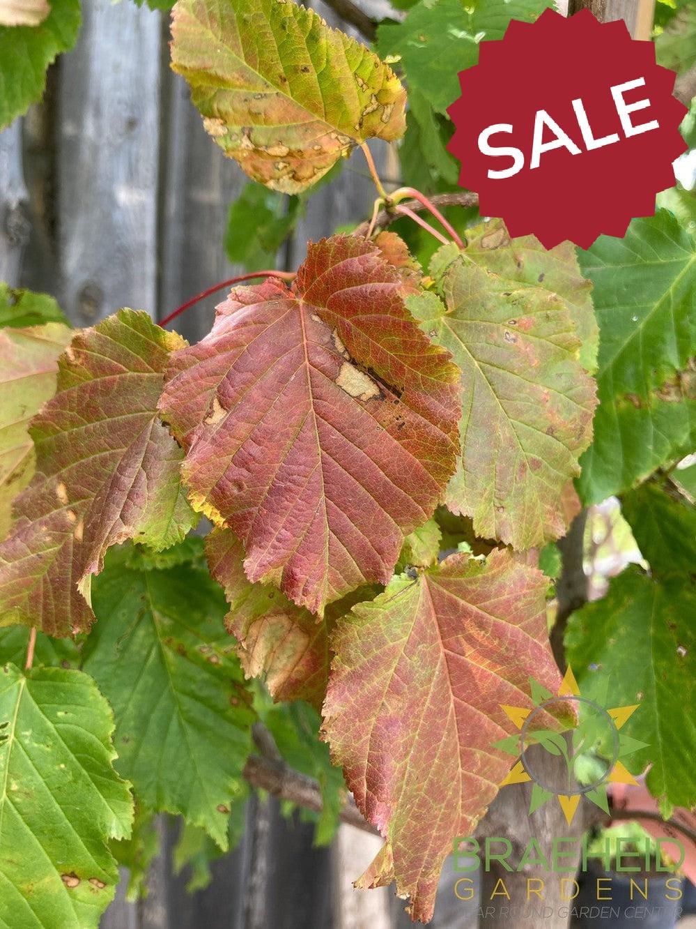 Hot Wings® Tatarian Maple- Tree for sale, Grown in Grande Prairie -Braeheid Gardens Ltd. on Emerson Trail