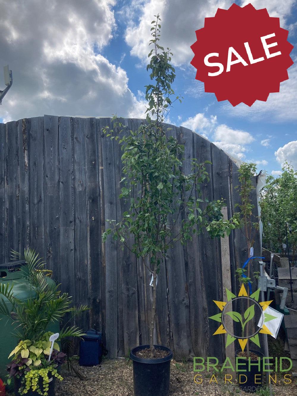 Golden Spice Pear- Tree for sale, Grown in Grande Prairie -Braeheid Gardens Ltd. on Emerson Trail