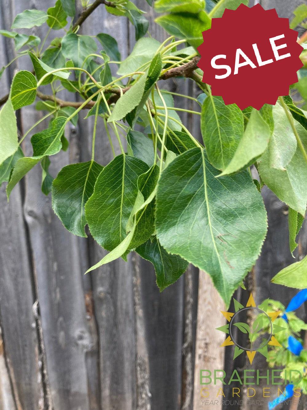 Golden Spice Pear- Tree for sale, Grown in Grande Prairie -Braeheid Gardens Ltd. on Emerson Trail