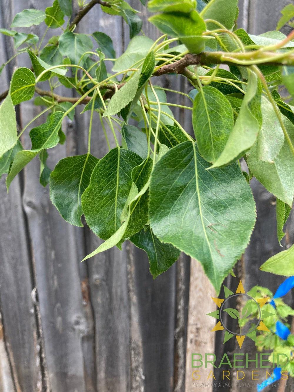Golden Spice Pear- Tree for sale, Grown in Grande Prairie -Braeheid Gardens Ltd. on Emerson Trail