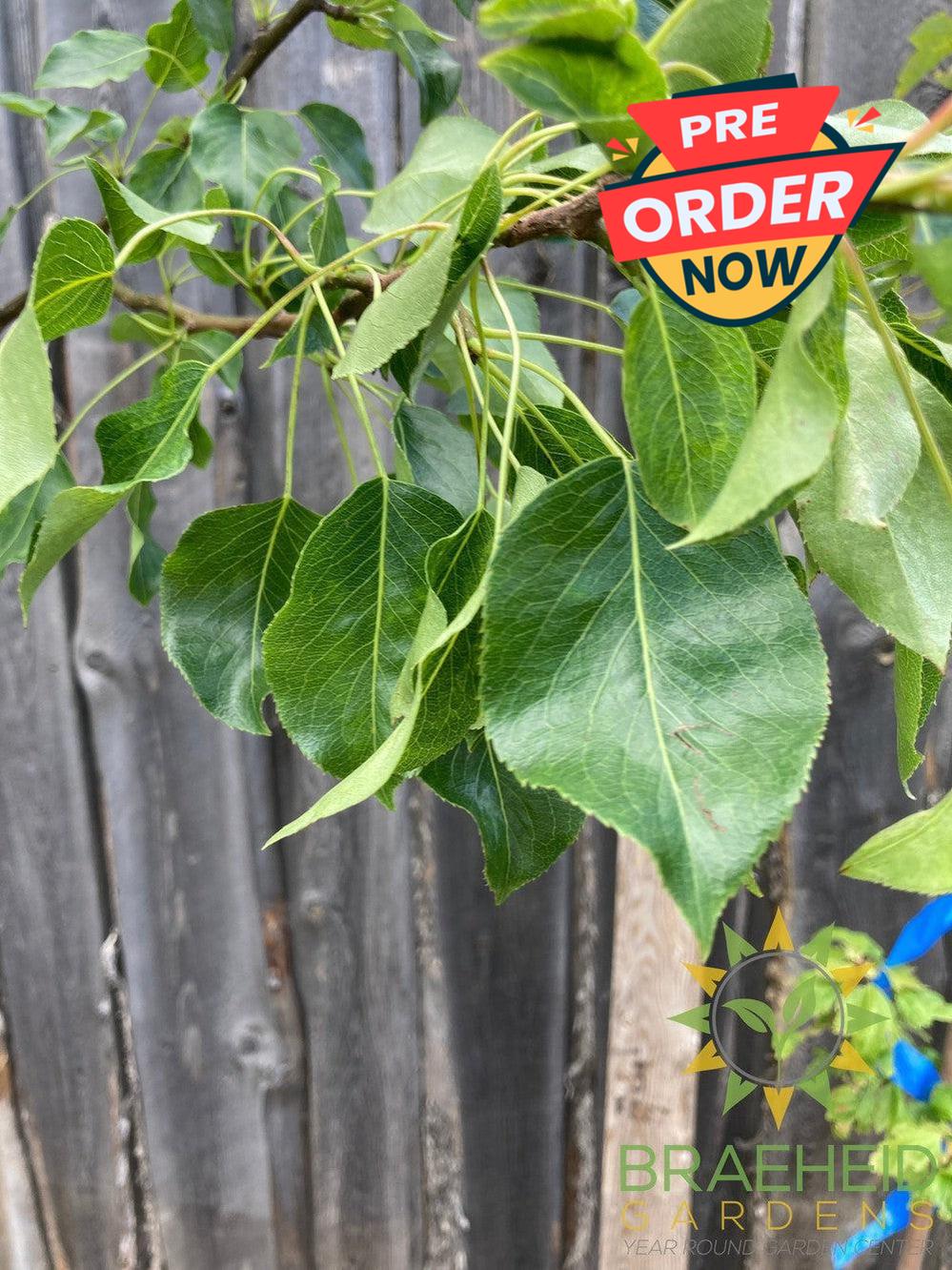 Golden Spice Pear- Tree for sale, Grown in Grande Prairie -Braeheid Gardens Ltd. on Emerson Trail