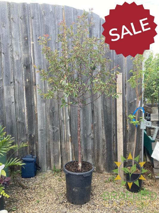Radiant Flowering Crabapple- Tree for sale, Grown in Grande Prairie -Braeheid Gardens Ltd. on Emerson Trail