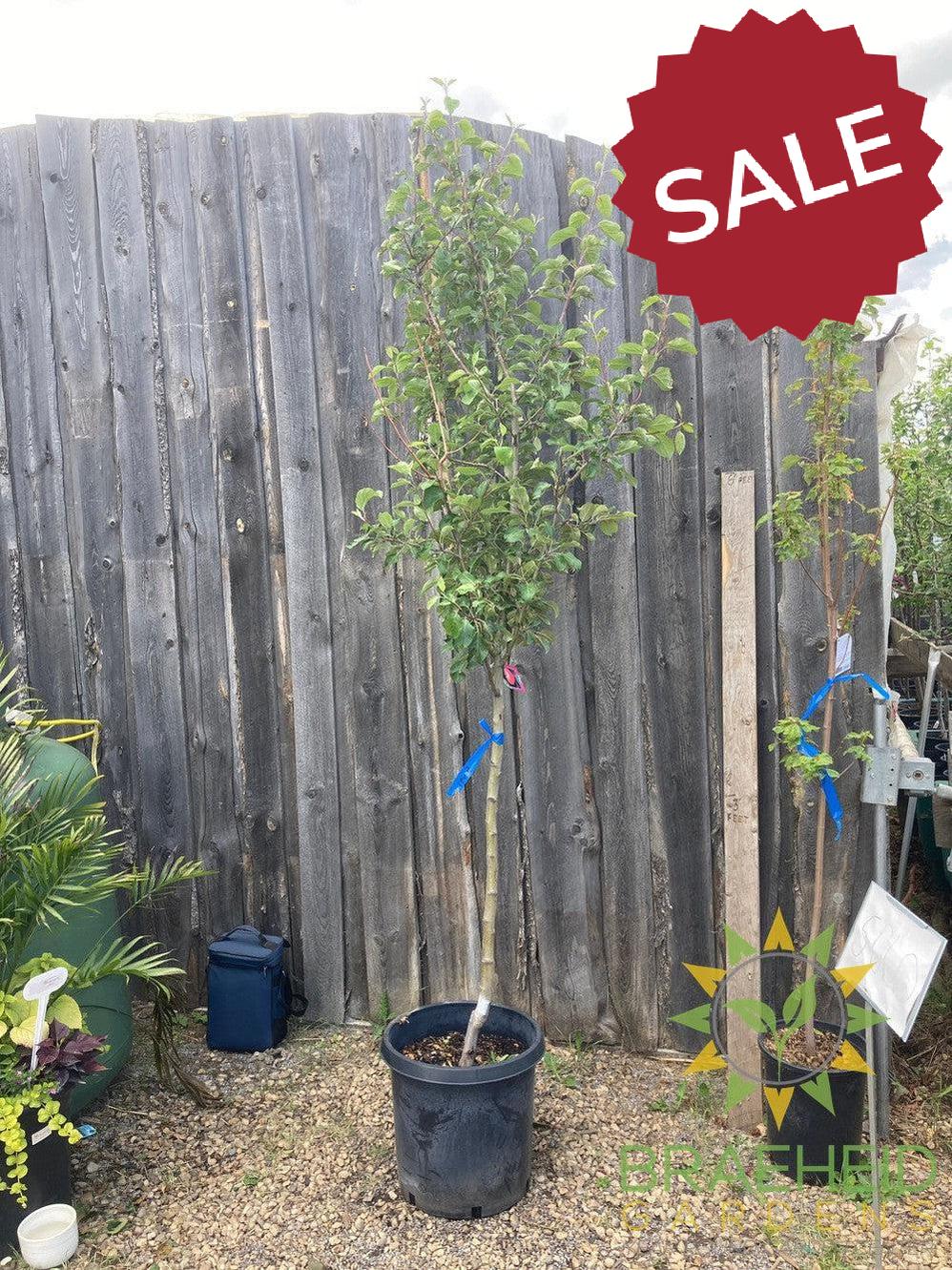 Honeycrisp Apple- Tree for sale, Grown in Grande Prairie -Braeheid Gardens Ltd. on Emerson Trail