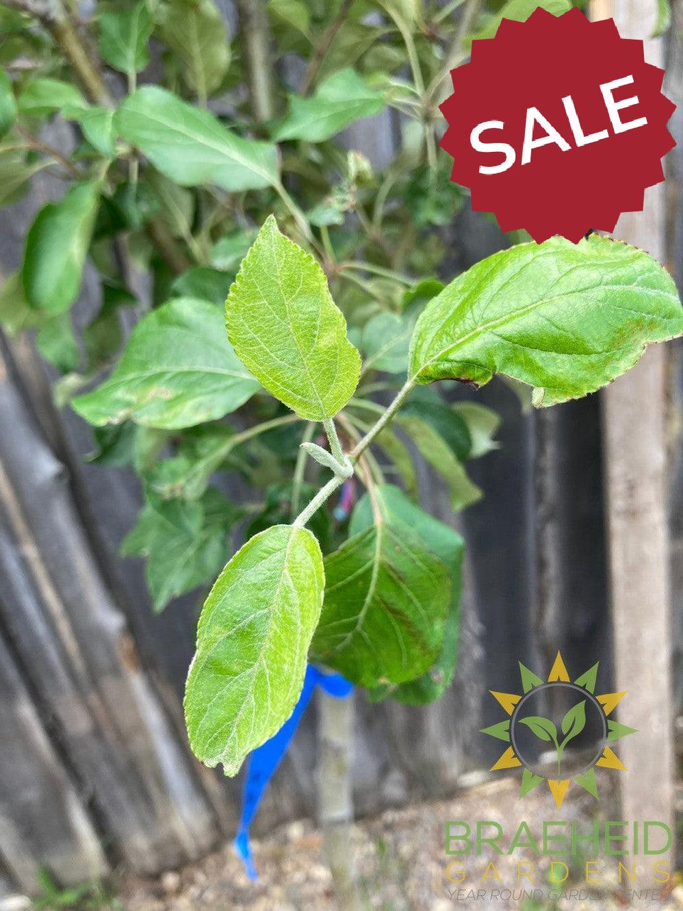 Honeycrisp Apple- Tree for sale, Grown in Grande Prairie -Braeheid Gardens Ltd. on Emerson Trail