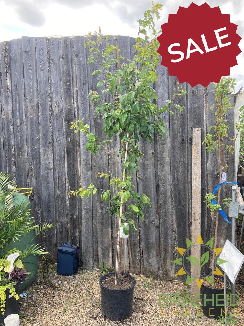 Opata Cherry Plum- Tree for sale, Grown in Grande Prairie -Braeheid Gardens Ltd. on Emerson Trail