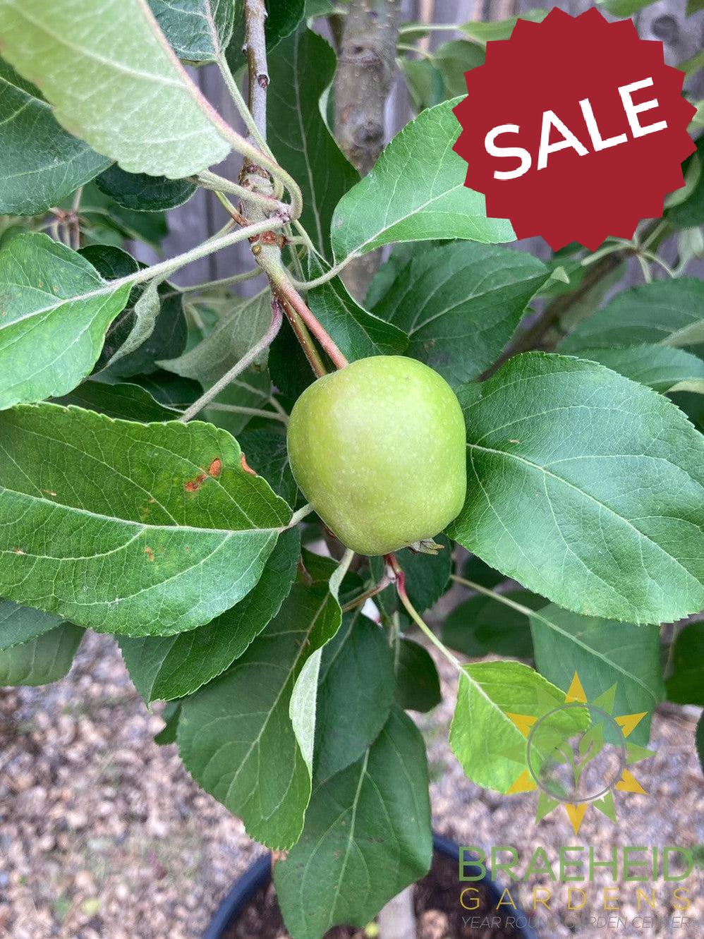 Honeycrisp Apple- Tree for sale, Grown in Grande Prairie -Braeheid Gardens Ltd. on Emerson Trail