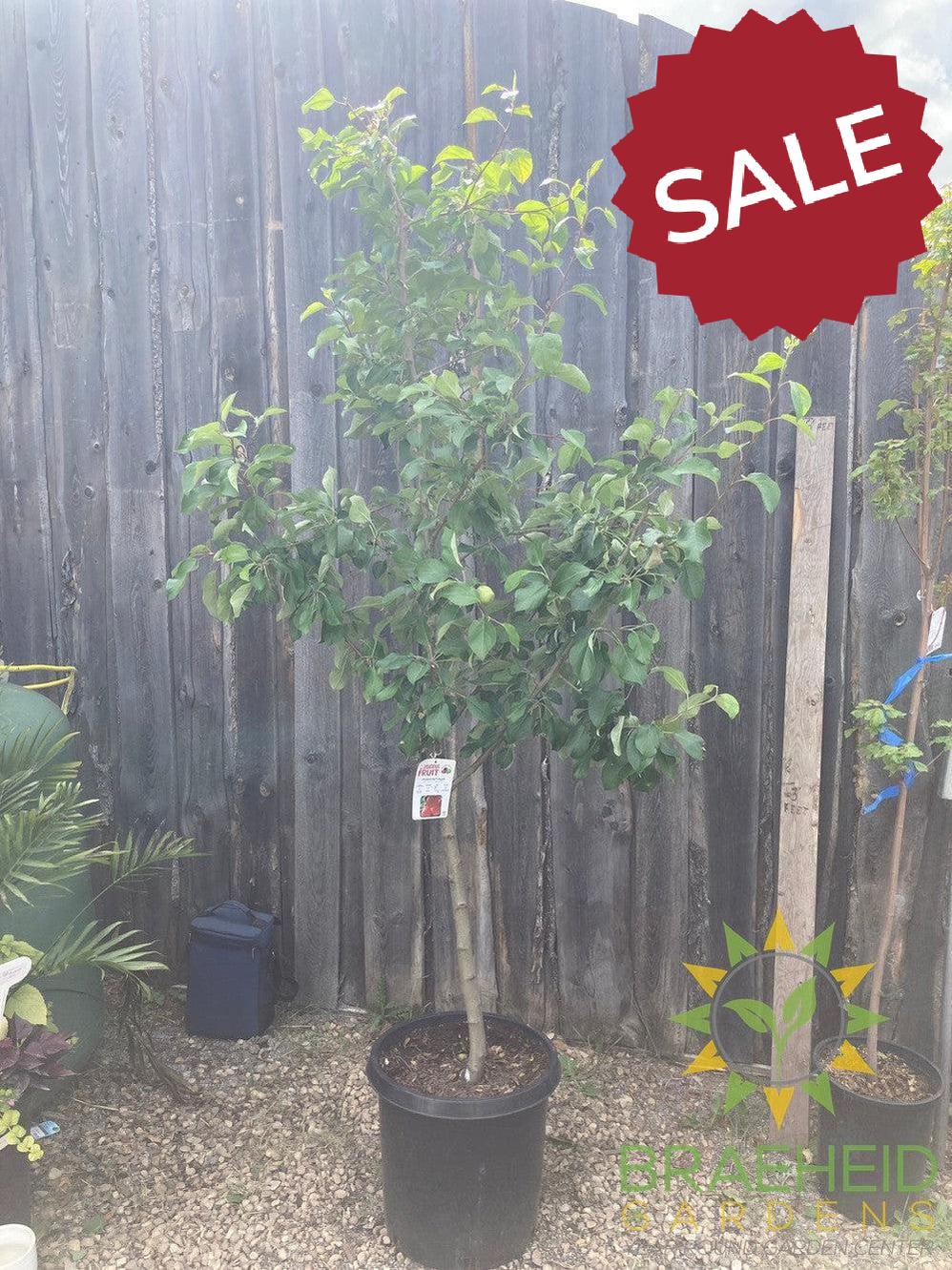 Honeycrisp Apple- Tree for sale, Grown in Grande Prairie -Braeheid Gardens Ltd. on Emerson Trail