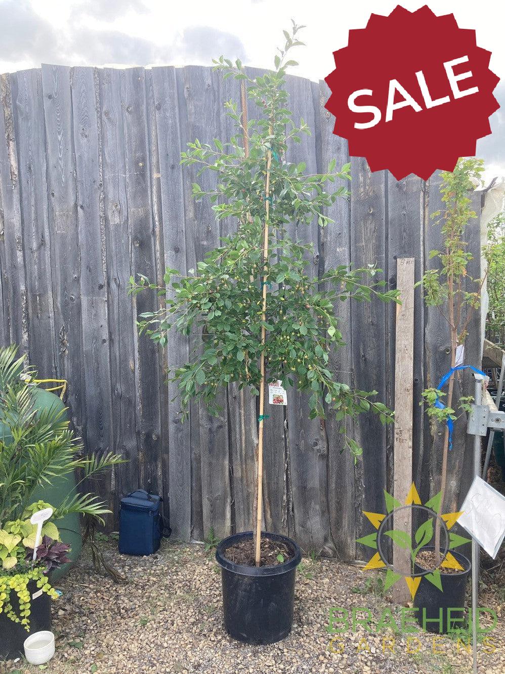 Valentine Cherry Tree- Tree for sale, Grown in Grande Prairie -Braeheid Gardens Ltd. on Emerson Trail