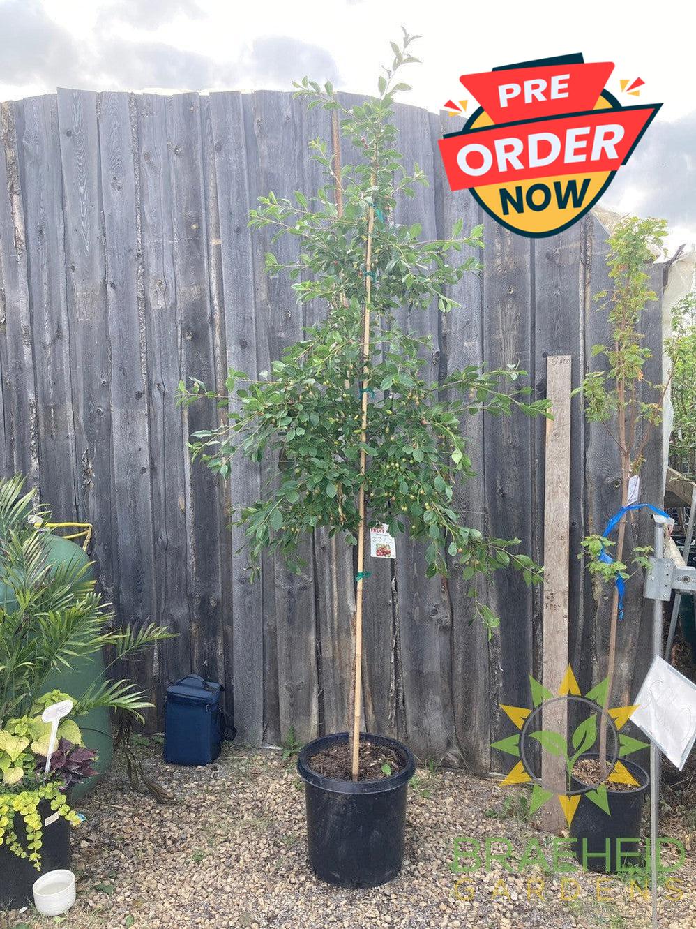 Valentine Cherry Tree- Tree for sale, Grown in Grande Prairie -Braeheid Gardens Ltd. on Emerson Trail
