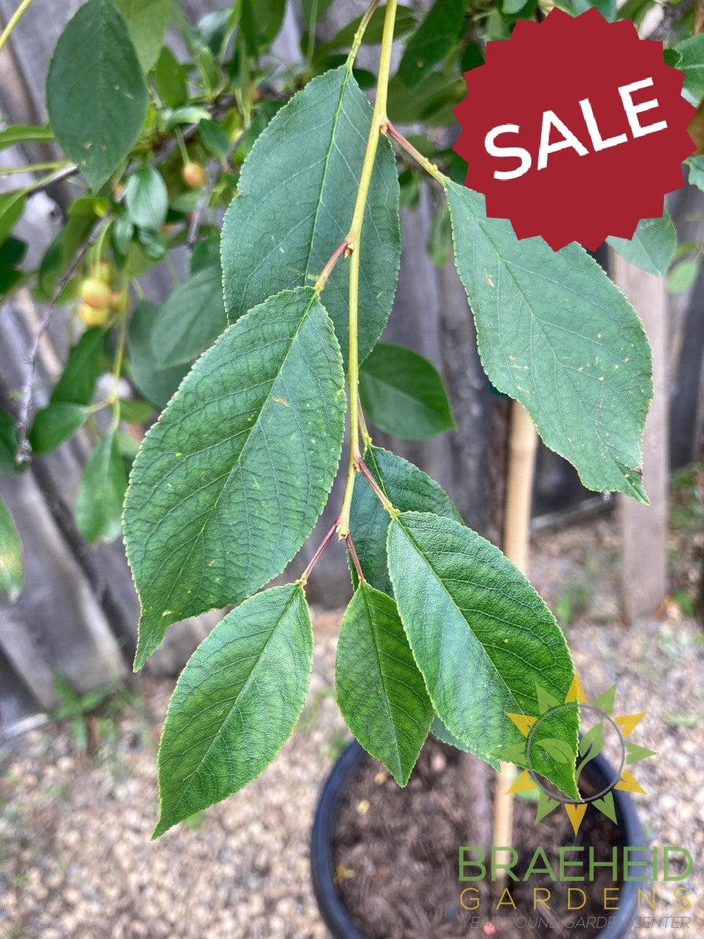 Valentine Cherry Tree- Tree for sale, Grown in Grande Prairie -Braeheid Gardens Ltd. on Emerson Trail