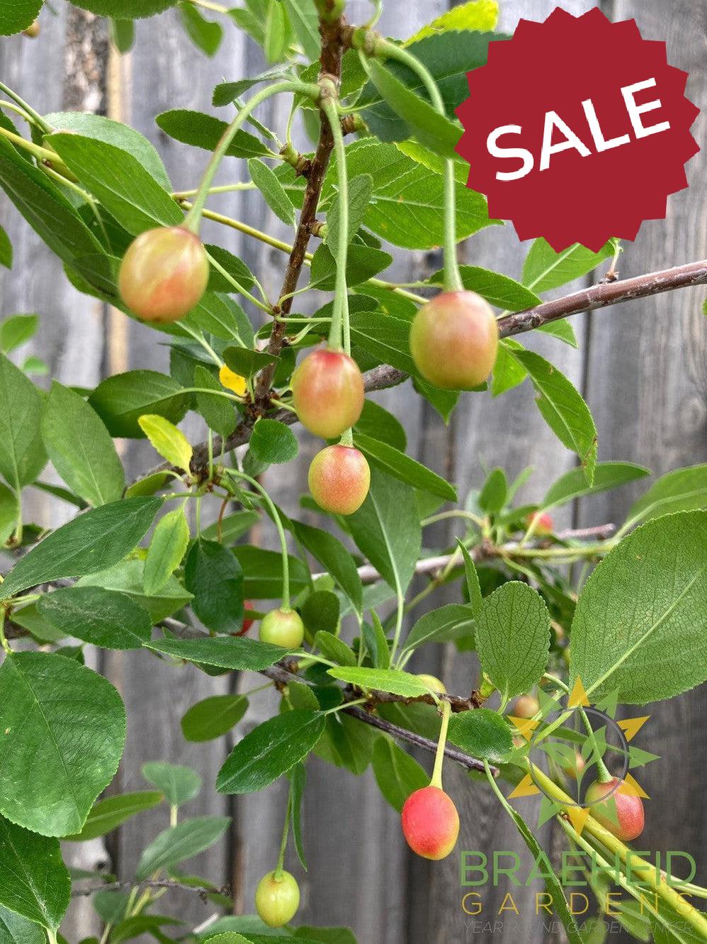 Valentine Cherry Tree- Tree for sale, Grown in Grande Prairie -Braeheid Gardens Ltd. on Emerson Trail
