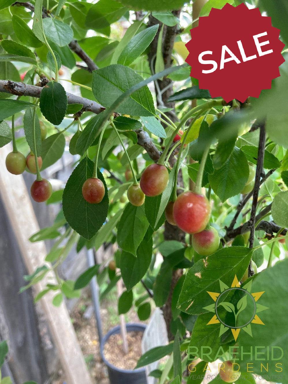 Valentine Cherry Tree- Tree for sale, Grown in Grande Prairie -Braeheid Gardens Ltd. on Emerson Trail
