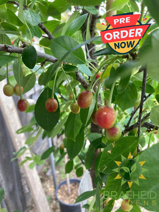 Valentine Cherry Tree- Tree for sale, Grown in Grande Prairie -Braeheid Gardens Ltd. on Emerson Trail