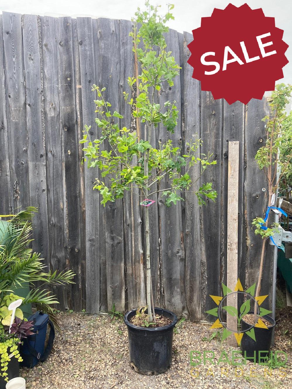 Shooting Star™ Northern Pin Oak- Tree for sale, Grown in Grande Prairie -Braeheid Gardens Ltd. on Emerson Trail