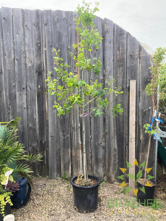 Shooting Star™ Northern Pin Oak- Tree for sale, Grown in Grande Prairie -Braeheid Gardens Ltd. on Emerson Trail