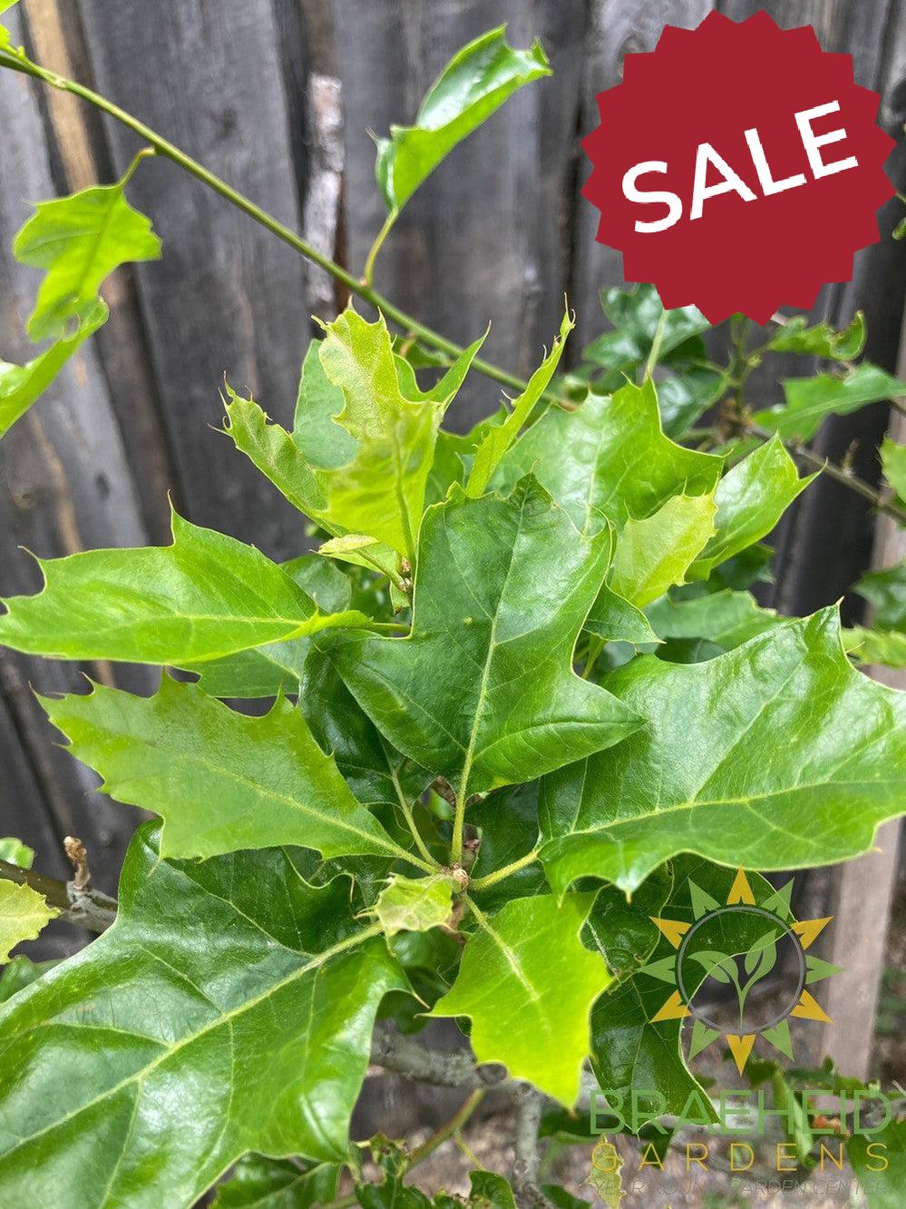 Shooting Star™ Northern Pin Oak- Tree for sale, Grown in Grande Prairie -Braeheid Gardens Ltd. on Emerson Trail