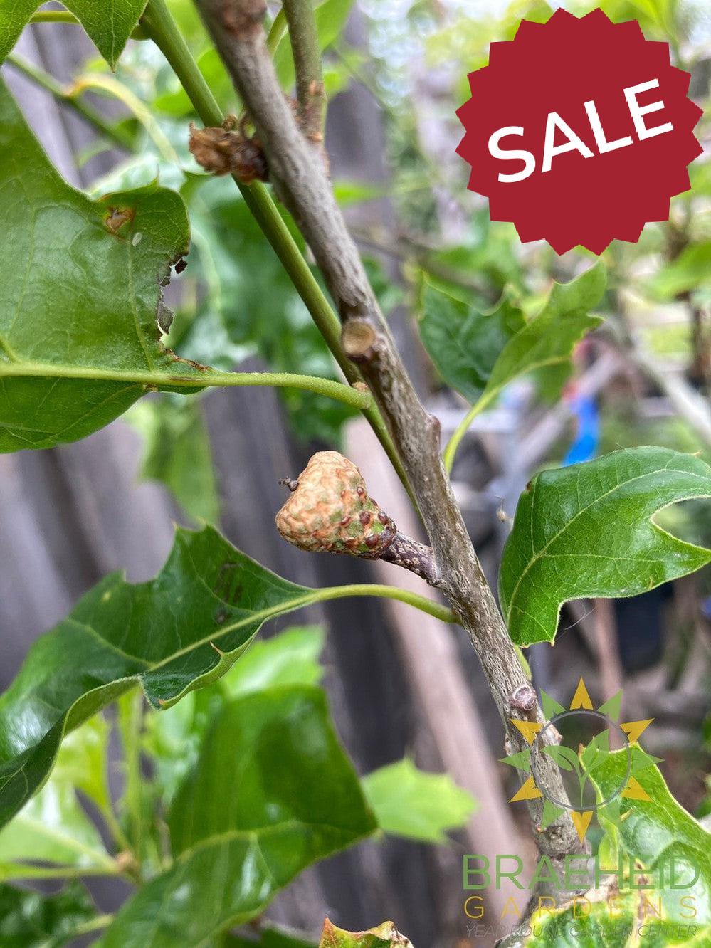 Shooting Star™ Northern Pin Oak- Tree for sale, Grown in Grande Prairie -Braeheid Gardens Ltd. on Emerson Trail