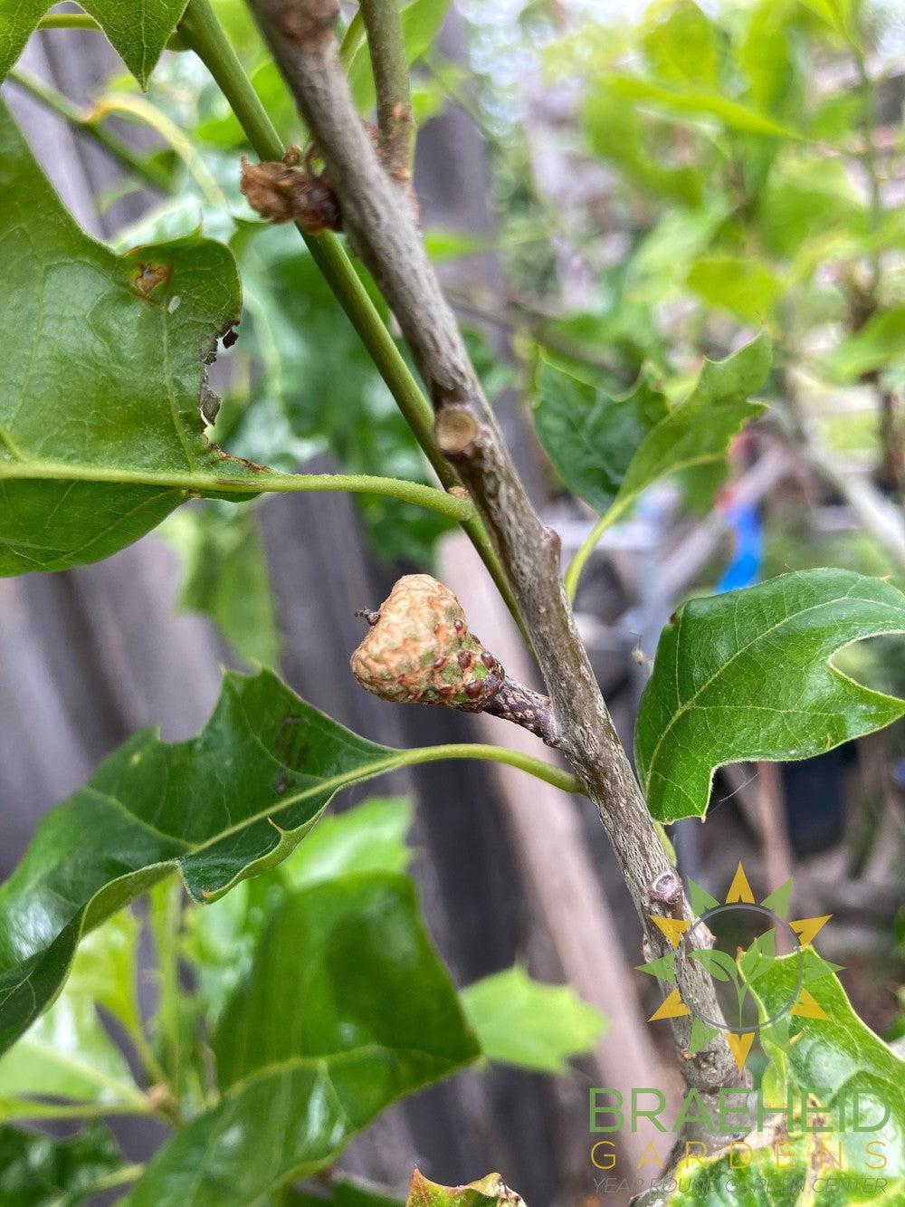 Shooting Star™ Northern Pin Oak- Tree for sale, Grown in Grande Prairie -Braeheid Gardens Ltd. on Emerson Trail