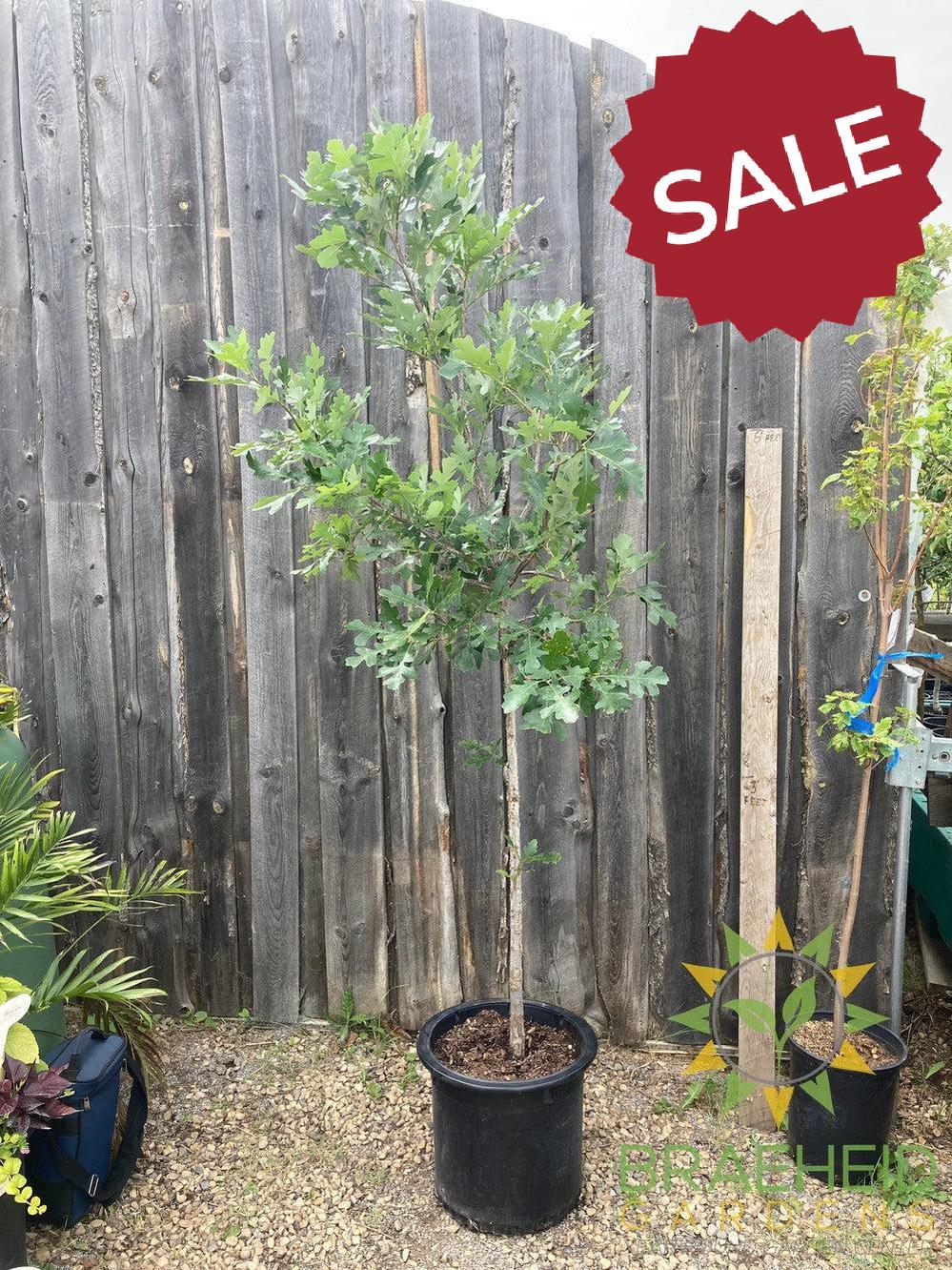 Bur Oak- Tree for sale, Grown in Grande Prairie -Braeheid Gardens Ltd. on Emerson Trail