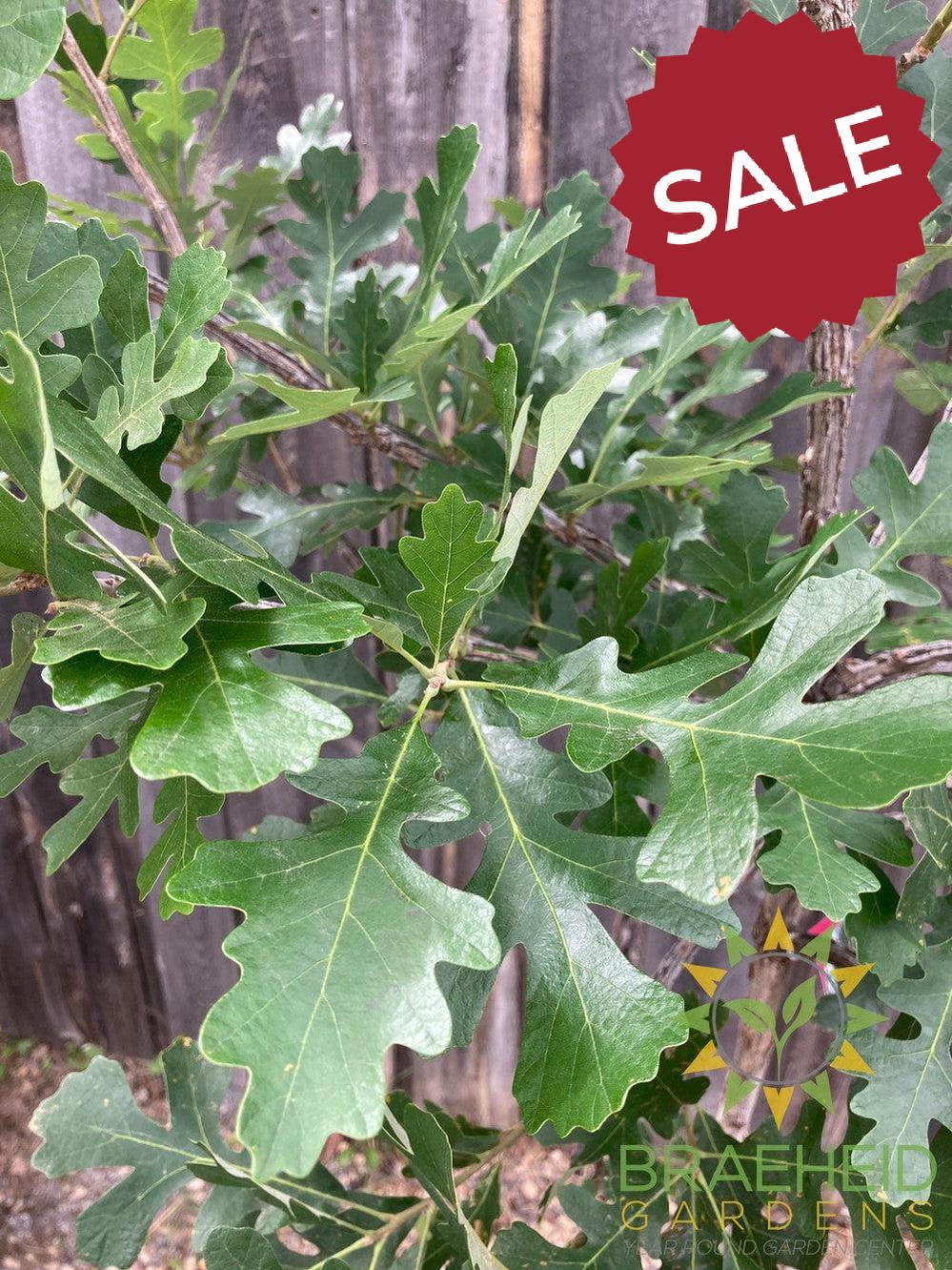 Bur Oak- Tree for sale, Grown in Grande Prairie -Braeheid Gardens Ltd. on Emerson Trail