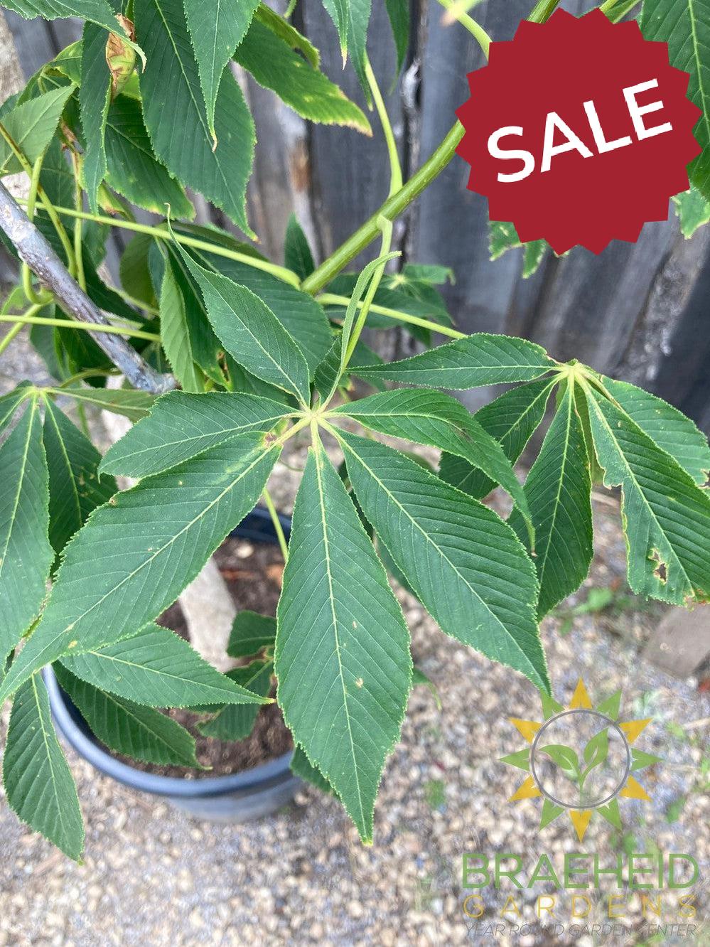 Ohio Buckeye- Tree for sale, Grown in Grande Prairie -Braeheid Gardens Ltd. on Emerson Trail