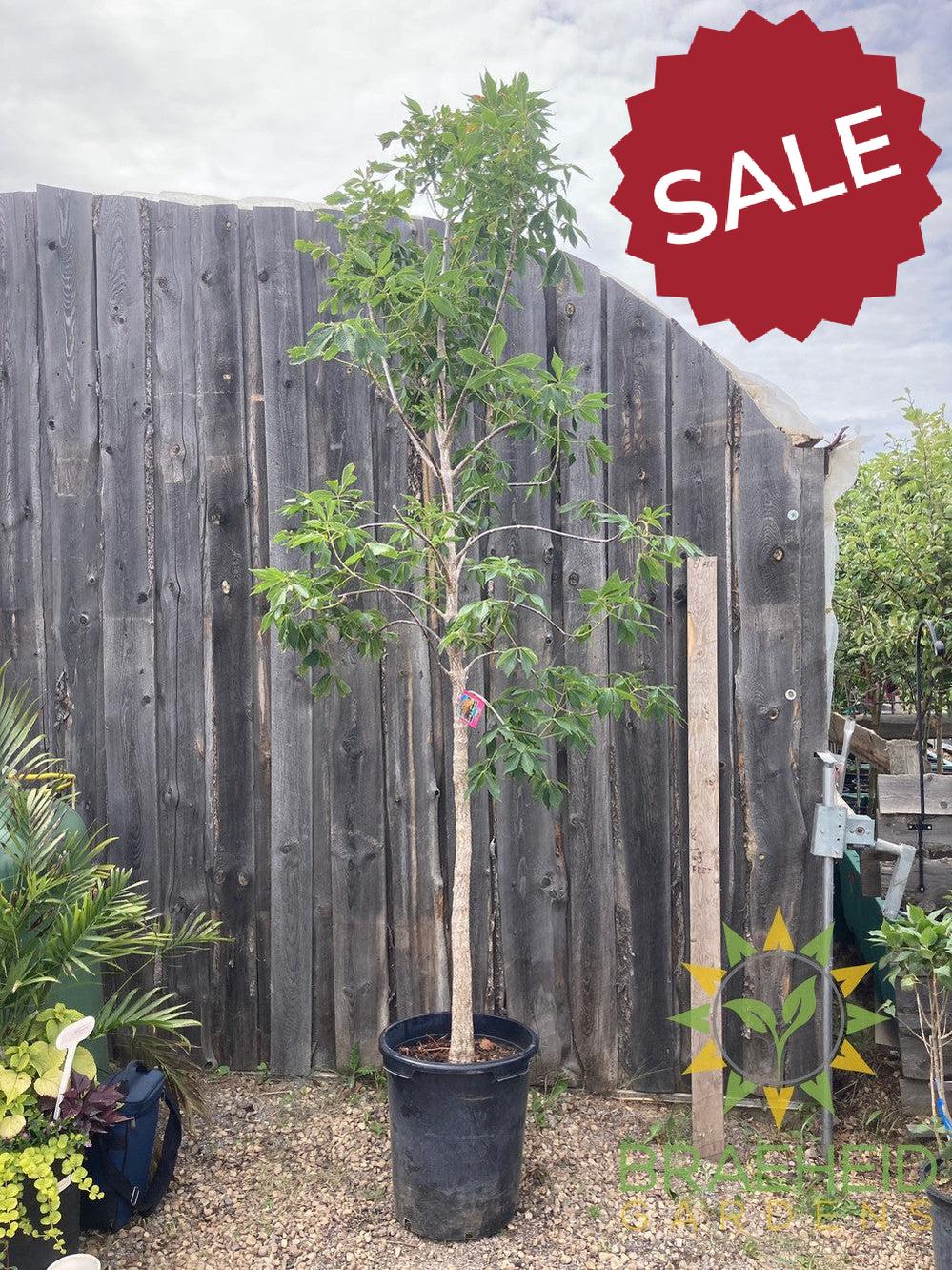 Ohio Buckeye- Tree for sale, Grown in Grande Prairie -Braeheid Gardens Ltd. on Emerson Trail