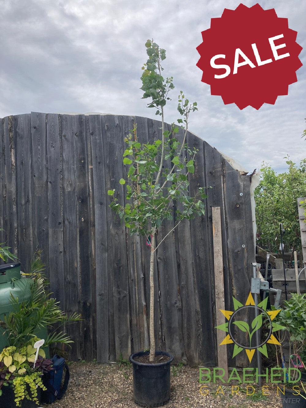AC-Sundancer™ Poplar- Tree for sale, Grown in Grande Prairie -Braeheid Gardens Ltd. on Emerson Trail