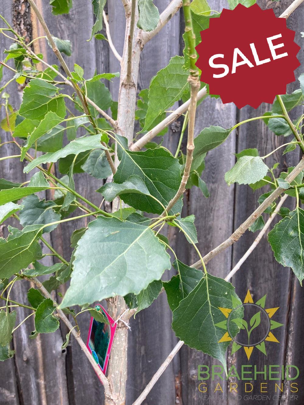 AC-Sundancer™ Poplar- Tree for sale, Grown in Grande Prairie -Braeheid Gardens Ltd. on Emerson Trail