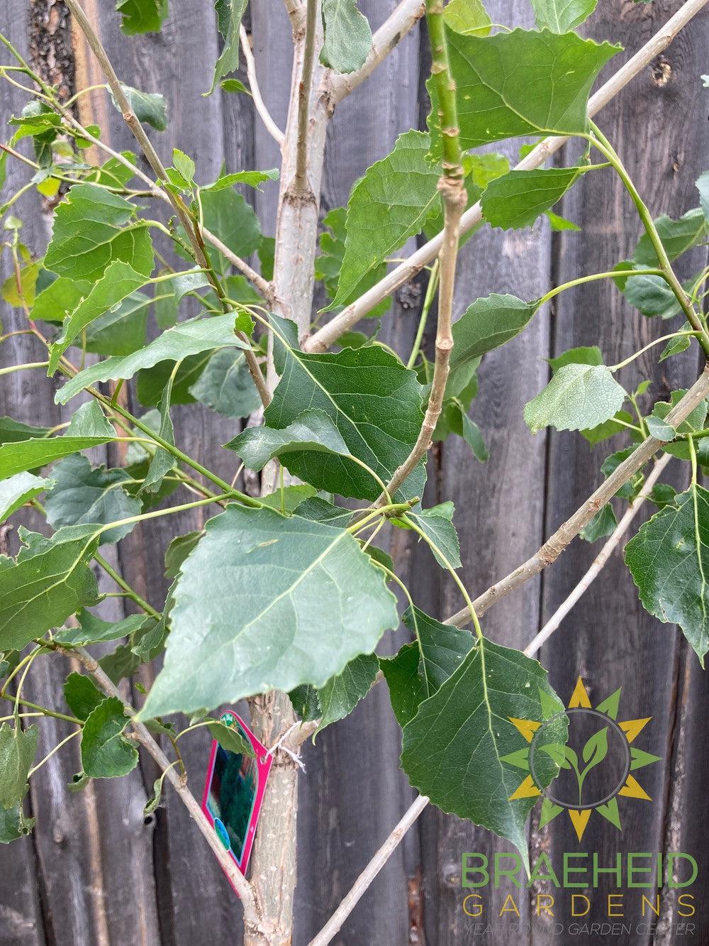 AC-Sundancer™ Poplar- Tree for sale, Grown in Grande Prairie -Braeheid Gardens Ltd. on Emerson Trail