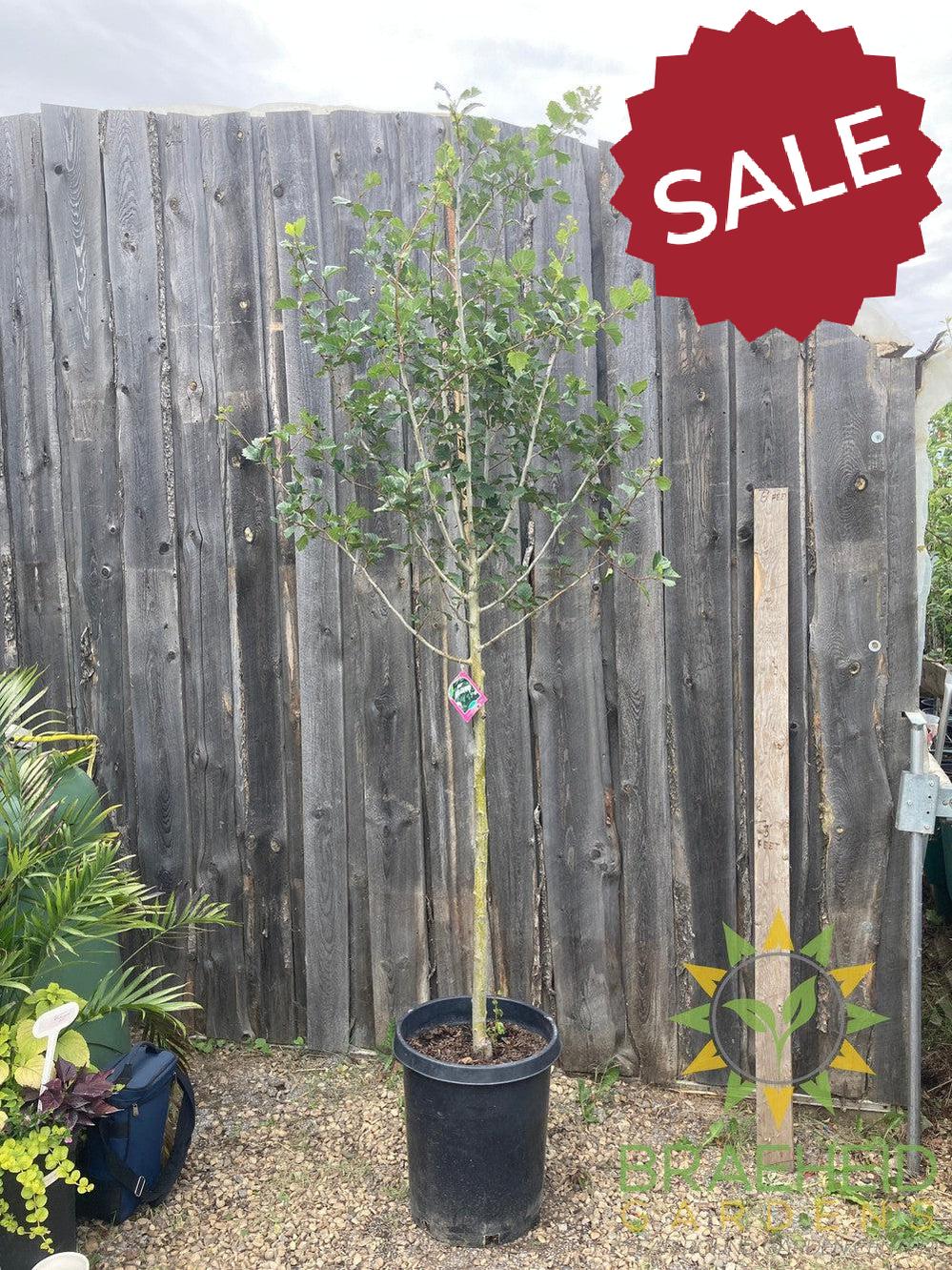 Snowbird Hawthorn- Tree for sale, Grown in Grande Prairie -Braeheid Gardens Ltd. on Emerson Trail