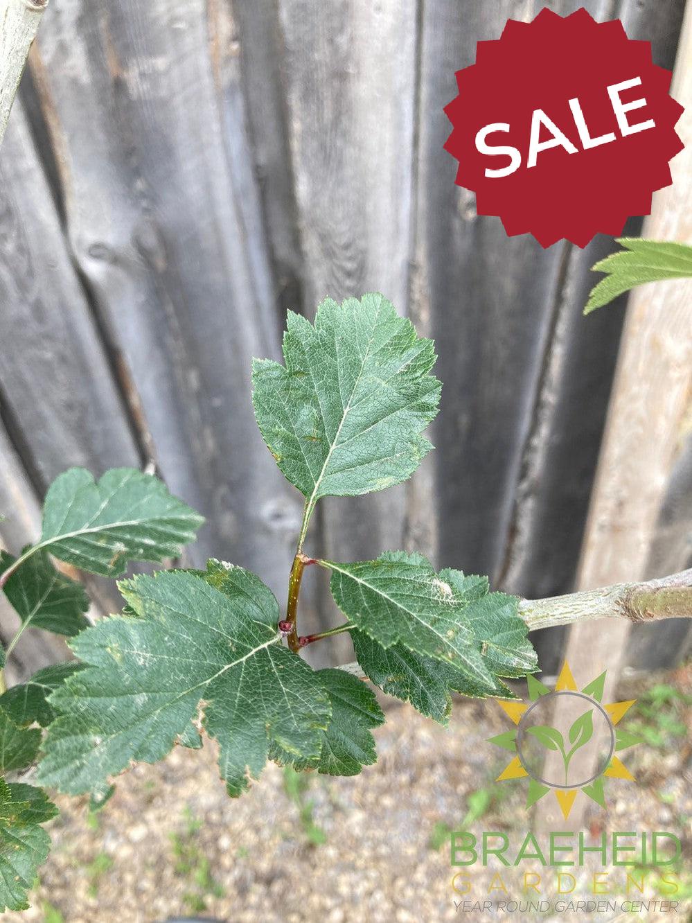 Snowbird Hawthorn- Tree for sale, Grown in Grande Prairie -Braeheid Gardens Ltd. on Emerson Trail