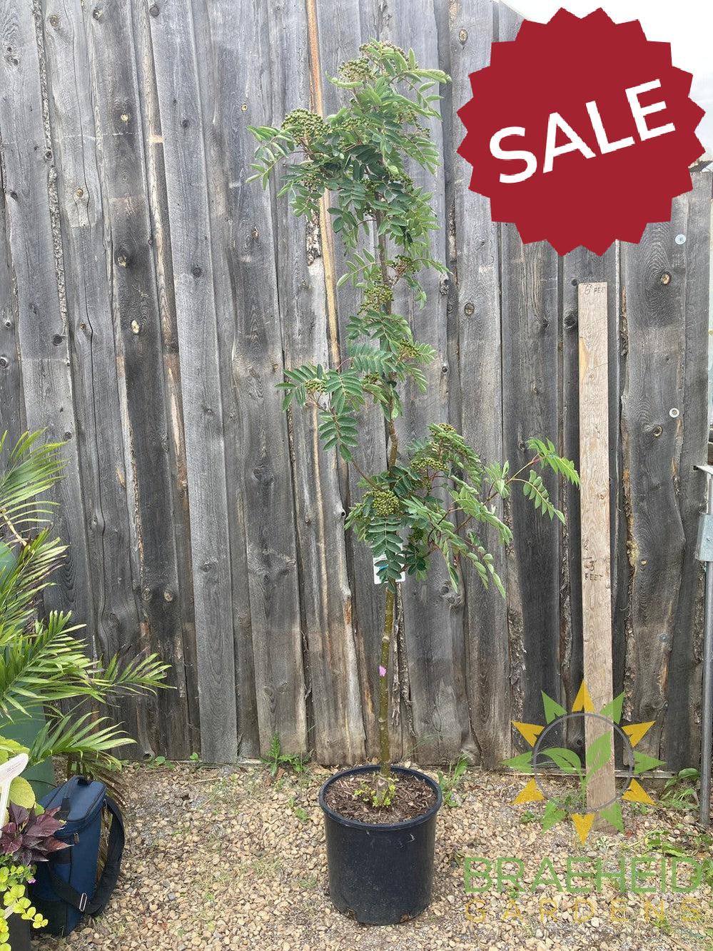 Showy Mountain Ash- Tree for sale, Grown in Grande Prairie -Braeheid Gardens Ltd. on Emerson Trail