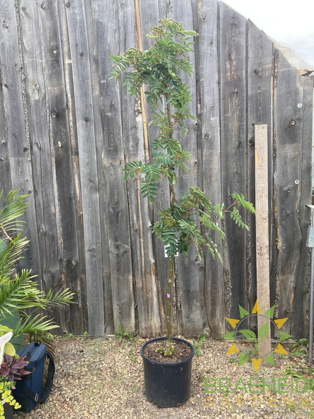 Showy Mountain Ash- Tree for sale, Grown in Grande Prairie -Braeheid Gardens Ltd. on Emerson Trail