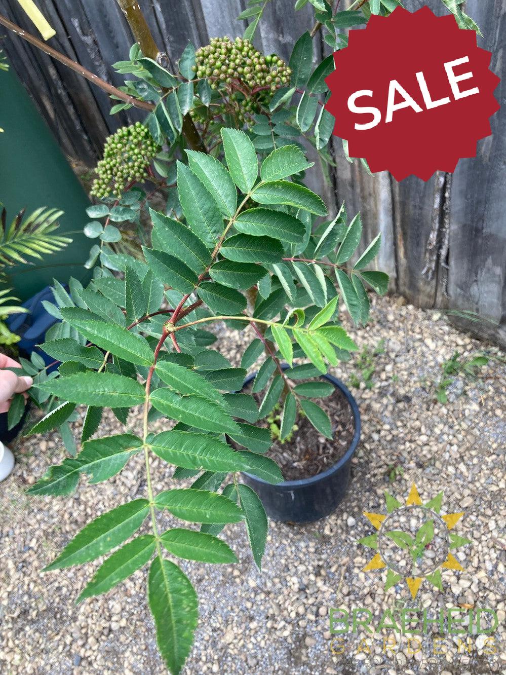 Showy Mountain Ash- Tree for sale, Grown in Grande Prairie -Braeheid Gardens Ltd. on Emerson Trail
