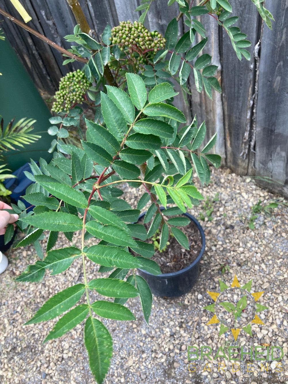 Showy Mountain Ash- Tree for sale, Grown in Grande Prairie -Braeheid Gardens Ltd. on Emerson Trail