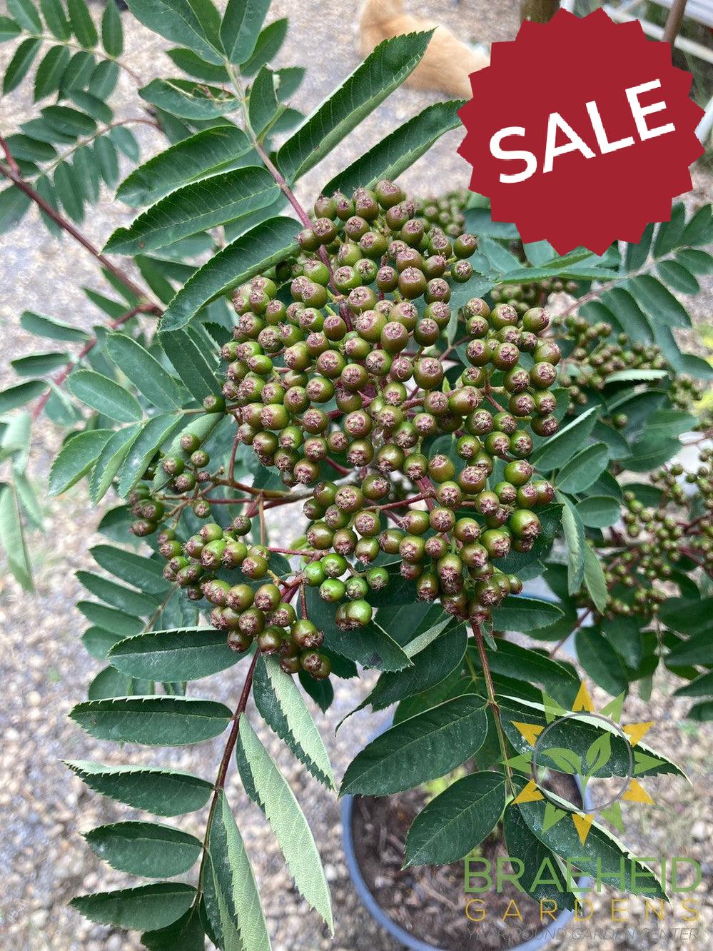 Showy Mountain Ash- Tree for sale, Grown in Grande Prairie -Braeheid Gardens Ltd. on Emerson Trail
