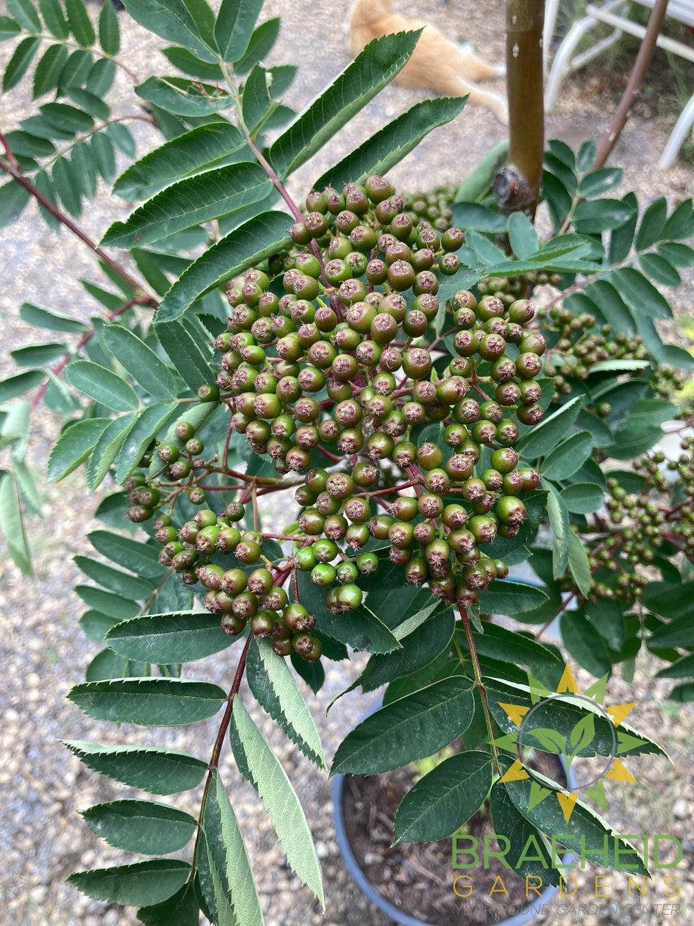 Showy Mountain Ash- Tree for sale, Grown in Grande Prairie -Braeheid Gardens Ltd. on Emerson Trail