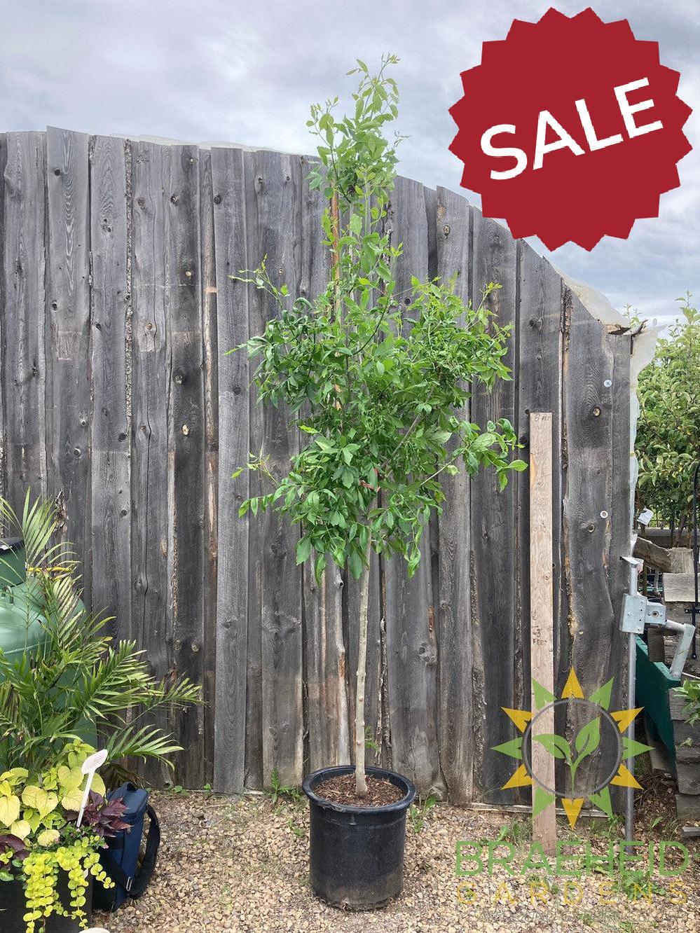Trojan Green Ash- Tree for sale, Grown in Grande Prairie -Braeheid Gardens Ltd. on Emerson Trail