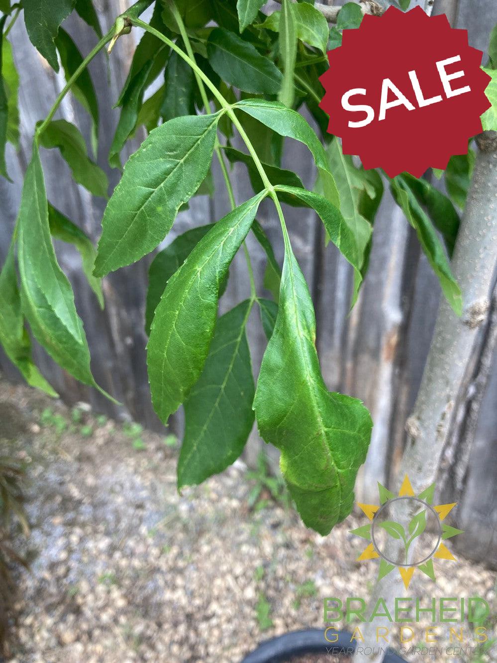 Trojan Green Ash- Tree for sale, Grown in Grande Prairie -Braeheid Gardens Ltd. on Emerson Trail