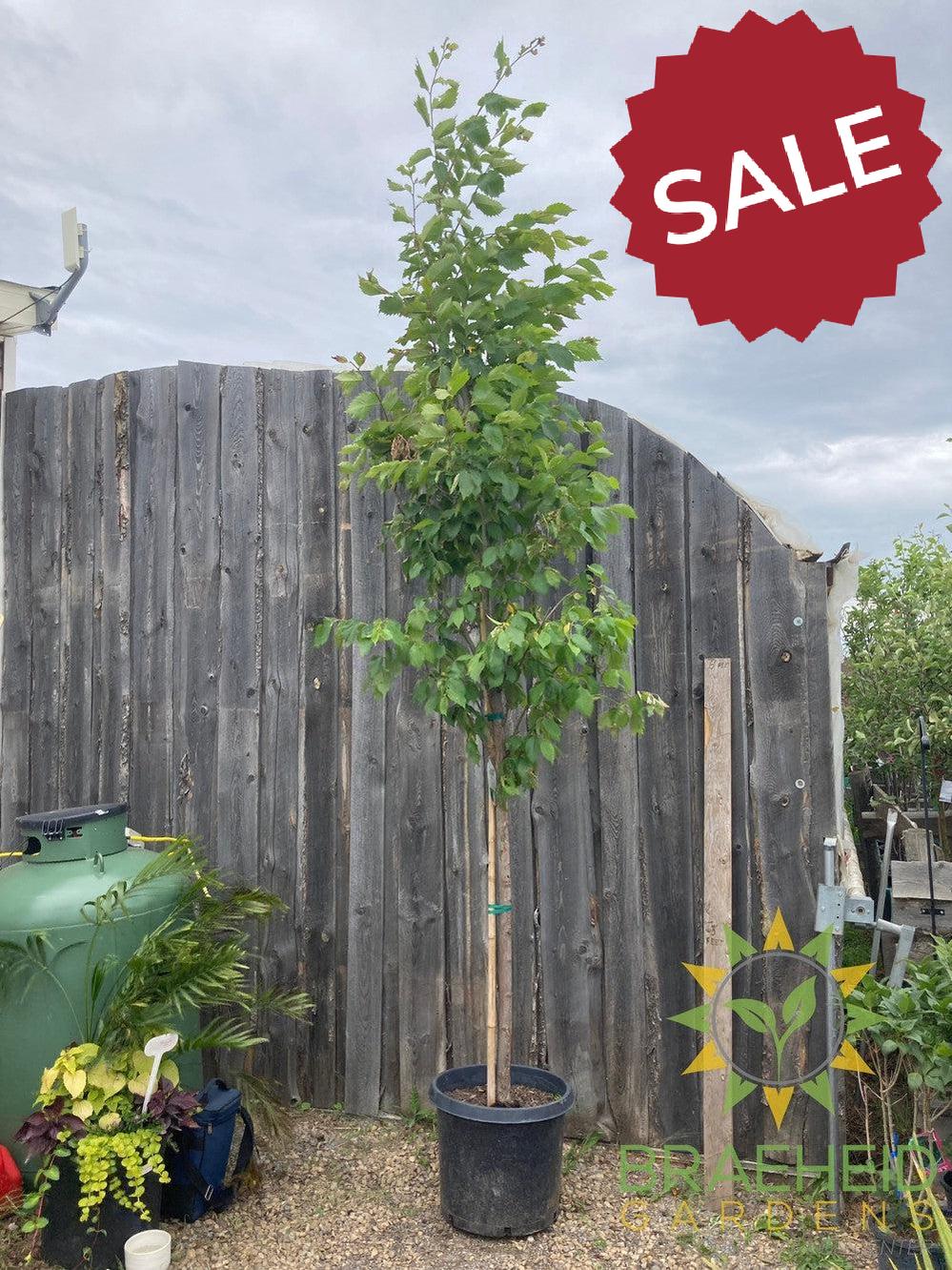 Brandon Elm- Tree for sale, Grown in Grande Prairie -Braeheid Gardens Ltd. on Emerson Trail