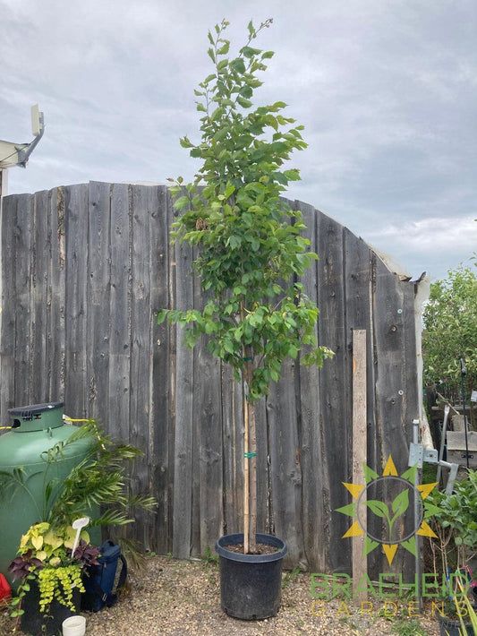 Brandon Elm- Tree for sale, Grown in Grande Prairie -Braeheid Gardens Ltd. on Emerson Trail