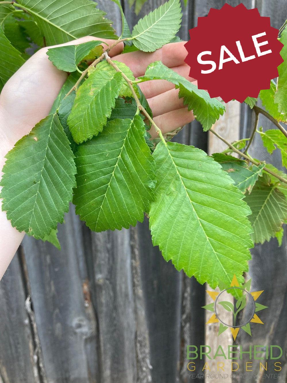 Brandon Elm- Tree for sale, Grown in Grande Prairie -Braeheid Gardens Ltd. on Emerson Trail