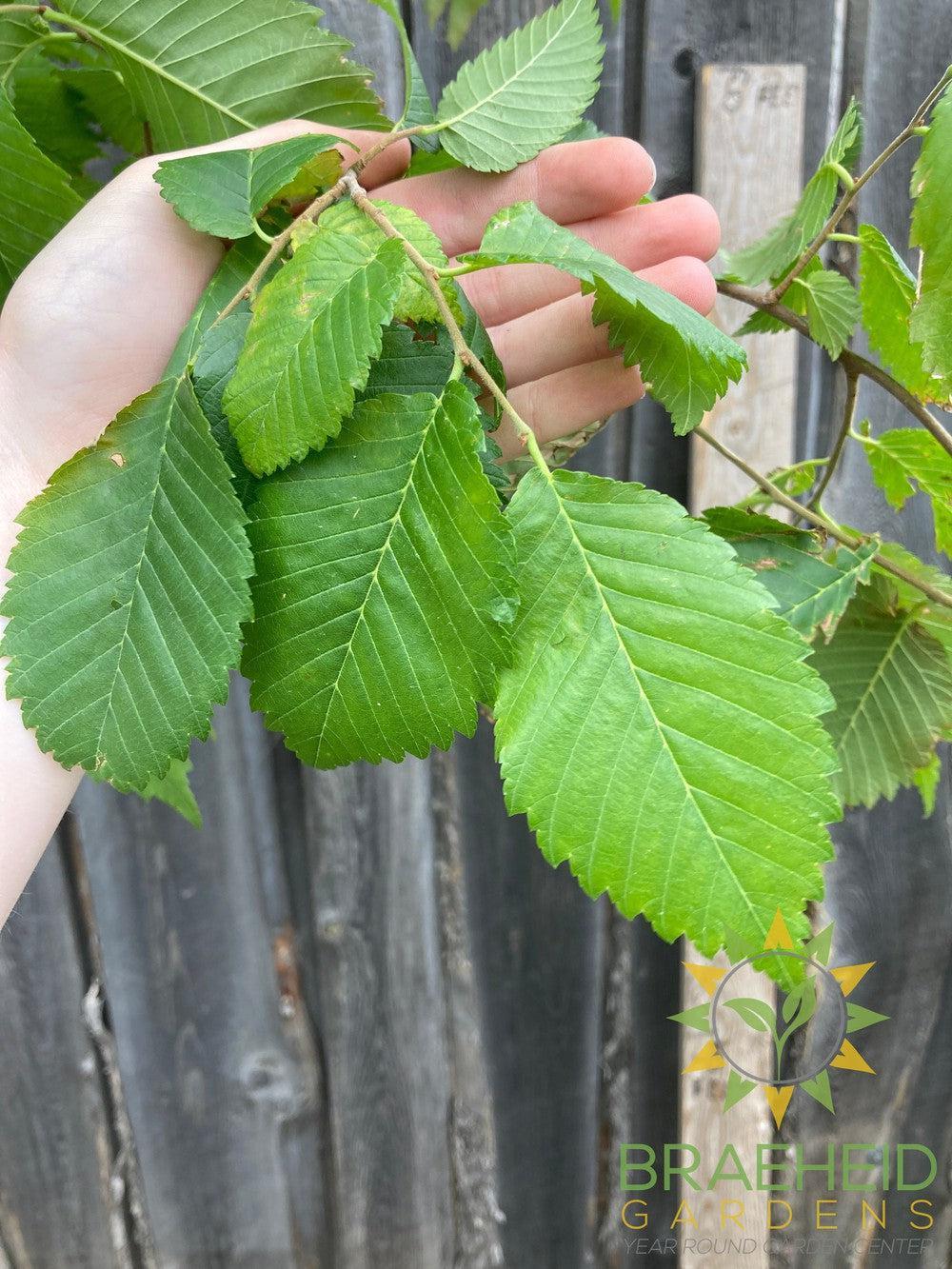 Brandon Elm- Tree for sale, Grown in Grande Prairie -Braeheid Gardens Ltd. on Emerson Trail