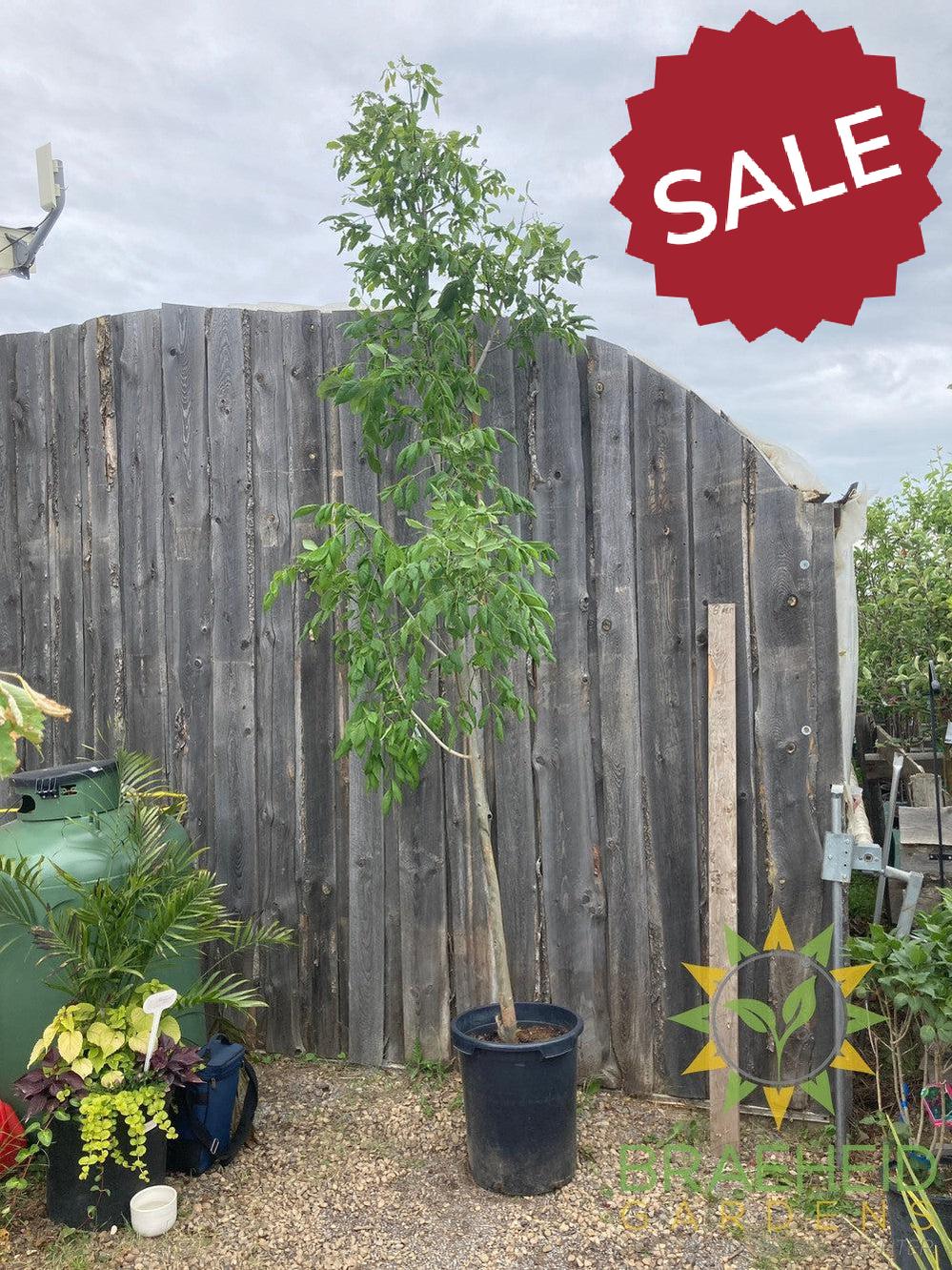 Tuxedo White Ash- Tree for sale, Grown in Grande Prairie -Braeheid Gardens Ltd. on Emerson Trail