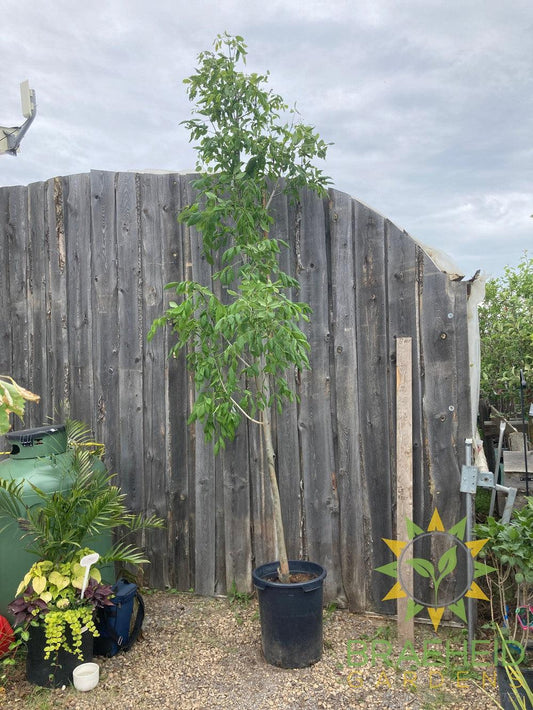 Tuxedo White Ash- Tree for sale, Grown in Grande Prairie -Braeheid Gardens Ltd. on Emerson Trail